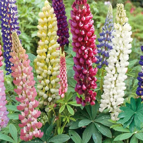 Un choix pratique pour le jardin：Lupin - Le pot de 5 litres