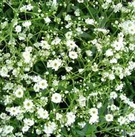Jardin choix：Gypsophile voile de Mariée - Le pot de 3 litres