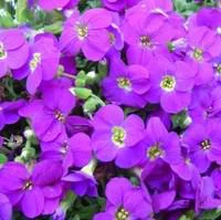 Utile pour l’extérieur：Aubriète - La barquette de 6 plants