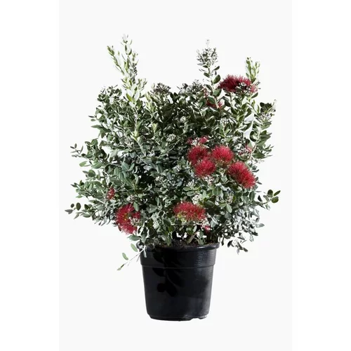 La solution pour votre jardin:Arbre de Noël de Nouvelle Zélande 40/50. Le pot de 5 litres