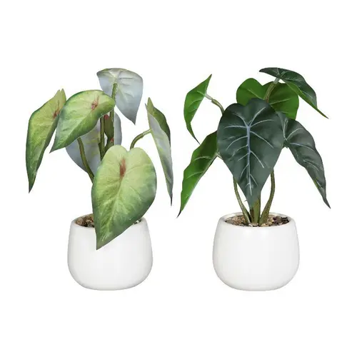 Une idée maline pour le jardin:Syngonium en pot coloris vert - 22 cm