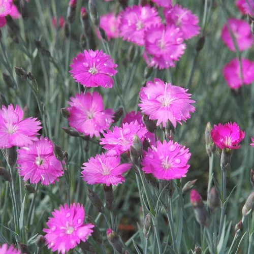 Équipement au jardin：Dianthus Alpinus - Le pot de 1 litre