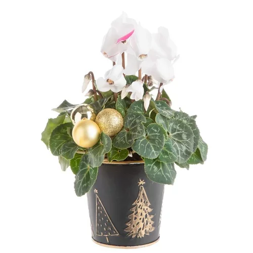 Espace vert sélection:Composition de Noël cyclamen multicolore pot en zinc noir et or