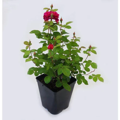 Le bon choix pour le jardin:Rosier Ancien Generosa – Pot de 5L