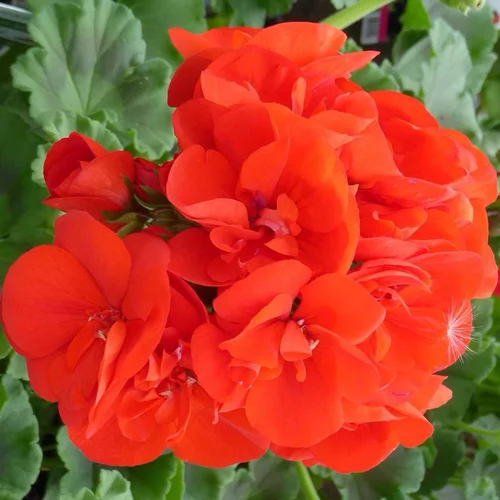 Idée jardin：Géranium Zonal à fleurs multicolores - Le pot Ø 32 cm