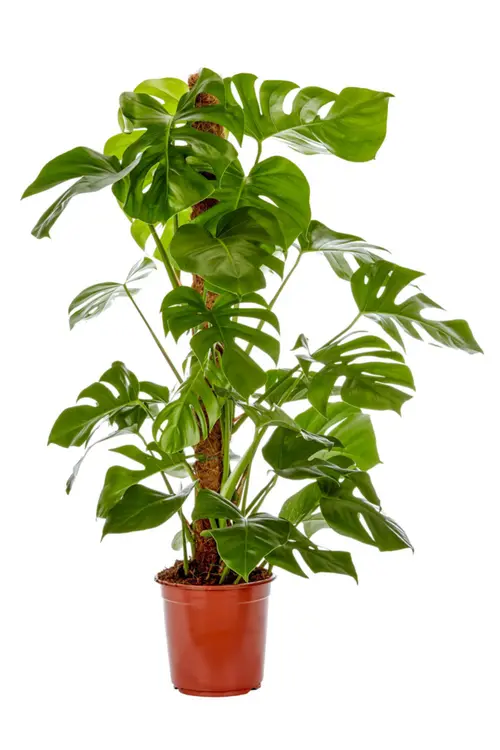 Pour aménager vos extérieurs:Monstera vert. Le pot Ø 21 cm