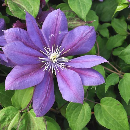 Fonctionnel au jardin:CLEMATITE FLAMENCO DANCER ®. Le pot de 4 litres