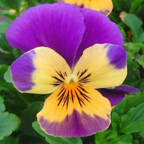Facile à intégrer au jardin：violette cornue - Le pot de 0,5 litre