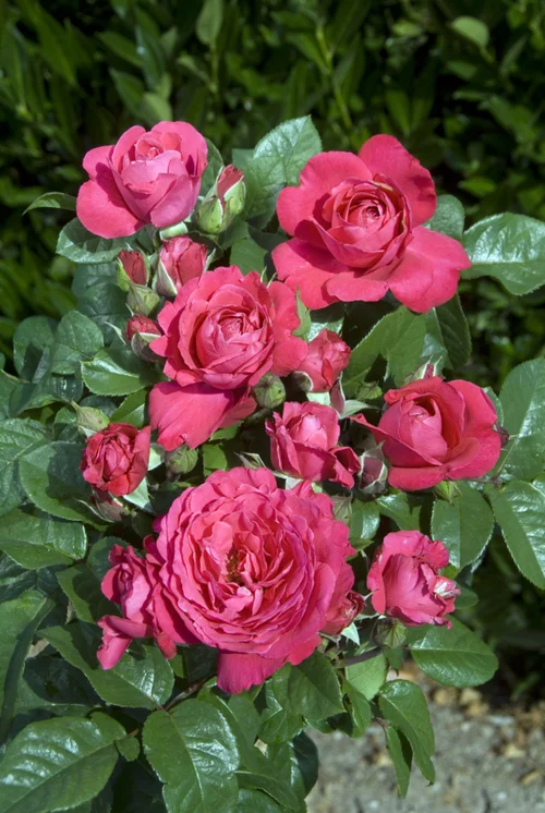 Pour vivre dehors：Rosier Akaroa® 'Mattanstill' - Le pot de 3 litres