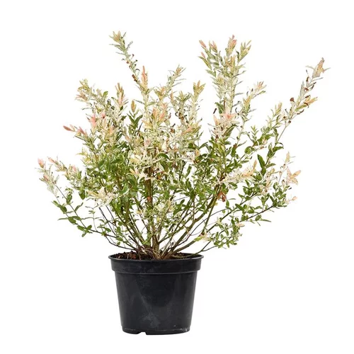 Esprit végétal：Salix Integra Hakuro Nishiki 1/2 tige - Pot de 5L