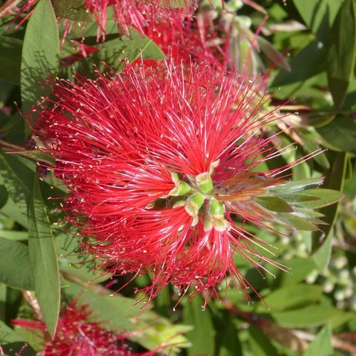 Pensé pour le jardin:Rince bouteille (Callistemon Citrinus). Le pot de 25 litres
