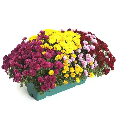 Pour les espaces verts:Marguerite d’automne ou chrysanthème - La jardinière de 40 cm