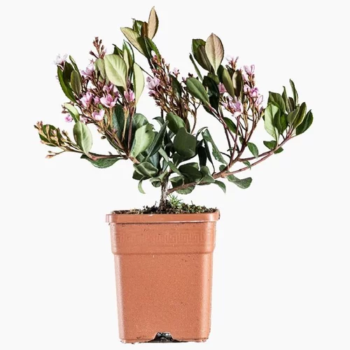 Idéal pour votre jardin：Rhaphiolepis Indica Springtime en pot de 5 L rose