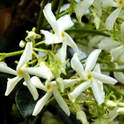 À découvrir pour le jardin：Jasmin étoilé. Le pot de 45 litres