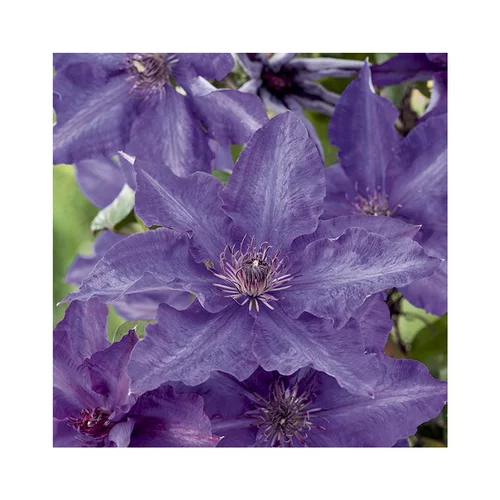 Jardin déco：Clématite the president coloris violet. Le pot de 1,3 litres