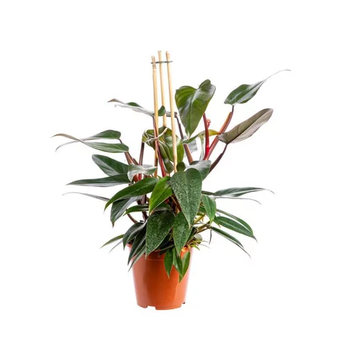 À découvrir pour l’extérieur：Philodendron Red Congo pot Ø19xH55 cm