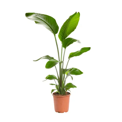 Accessoire jardin：Strelitzia Reginae ou Oiseau du Paradis orange en pot de 12 L