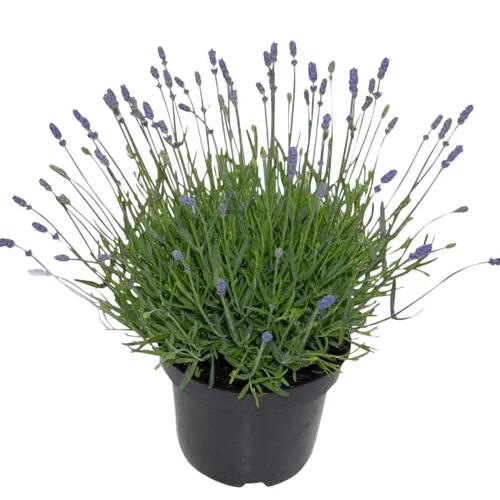 Pour personnaliser votre jardin:Lavande bleue. Le pot de 5 litres