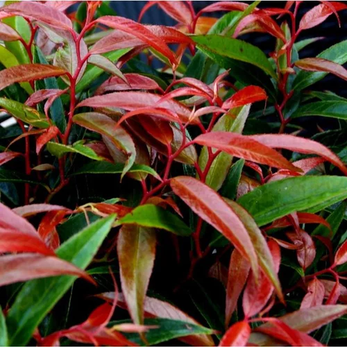 Jardin complet：Leucothoe Mix 3 Varietes - Le pot de 1 litre