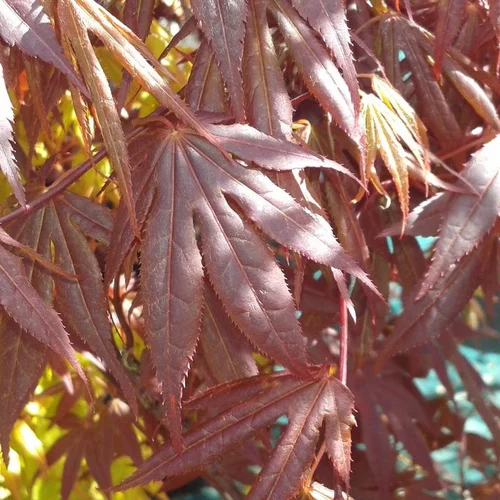 Déco pour le jardin：Erable du Japon 40/60 cm. Le pot de 3 litres