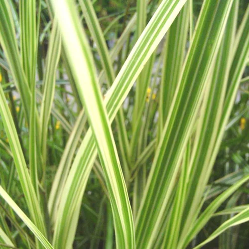 Pour embellir le jardin:Miscanthus sinensis Morning light ou eulalie - Le pot de 4 litres.