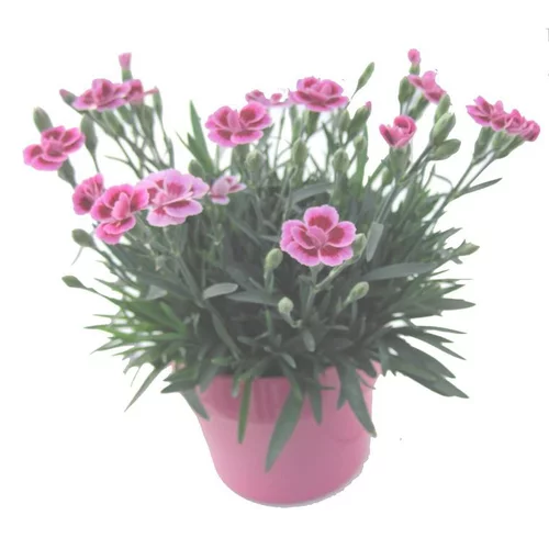 Extérieur moderne：Dianthus Pink Kisses - Le pot de 9 cm