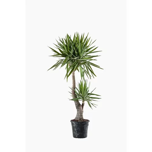 Utile au jardin:Yucca Elephantipes (Yucca Pied d'Eléphant) en pot de 30 L vert