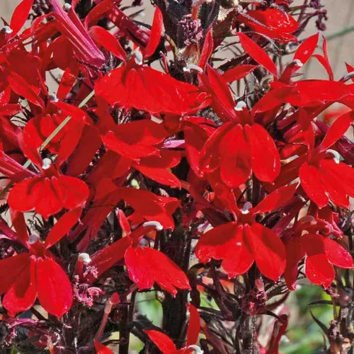 Choix extérieur：Lobelia Cardinalis - Le pot de 9 x 9 cm