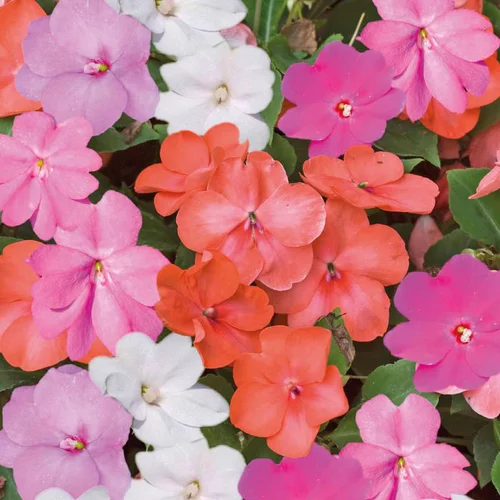 Extérieur tendance：Impatiens a massifs - La barquette de 4 plants