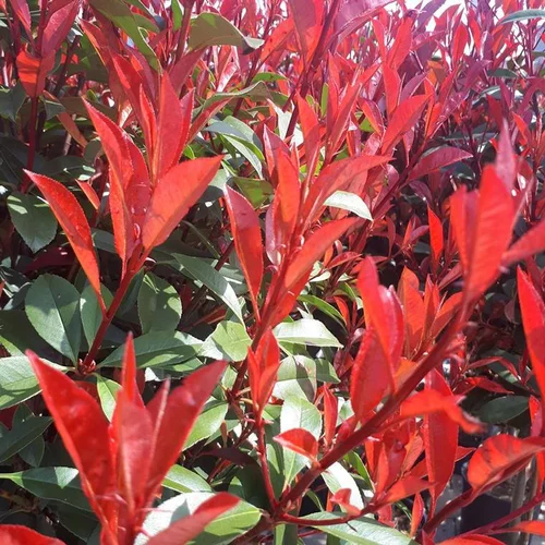 Une solution pratique pour l’extérieur：Photinia Fraseri Carré Rouge. Le pot de 2 litres