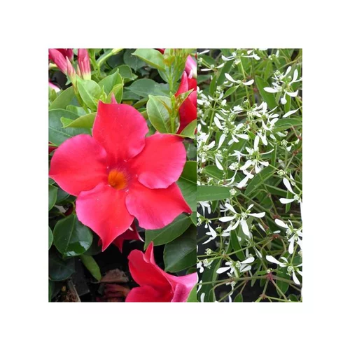 Jardin à vivre:Dipladénia et Euphorbe blanche - La jardinière de 40 cm