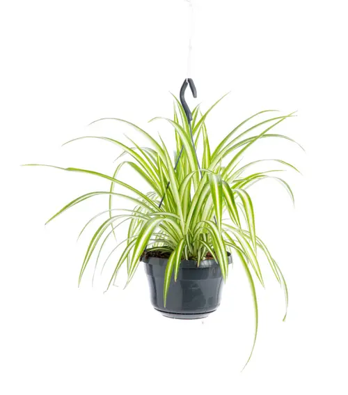 Facile jardin：Chlorophytum (Plante araignée) verte. La suspension Ø 14 cm