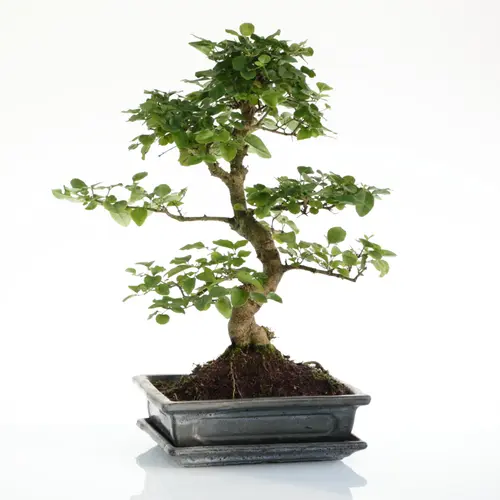 Sélection au jardin:Bonsaï Ligustrum botanic® taille 5,5. Le pot