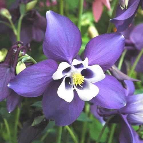Votre jardin:Ancolie spring magic bleue en pot de 2 L