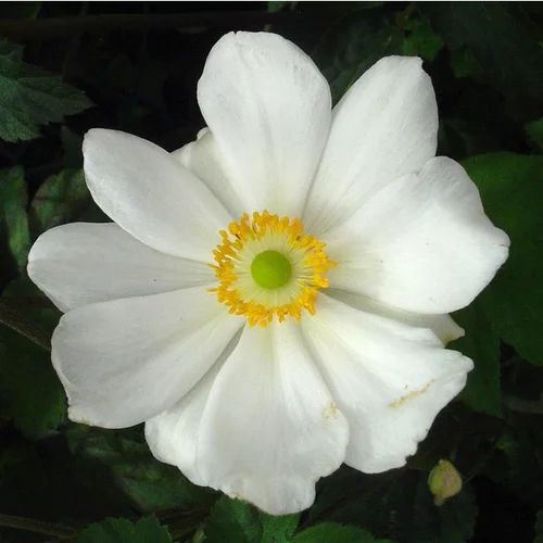 Pour la vie au jardin：Anémone 'Pretty Lady Maria' - Le pot de 2 litres