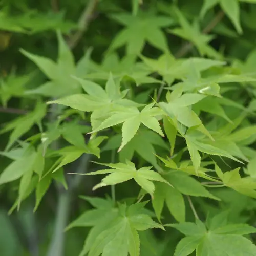 À découvrir pour le jardin：Erable du Japon (ACER PALMATUM AUREUM ) Le pot de 7 litres