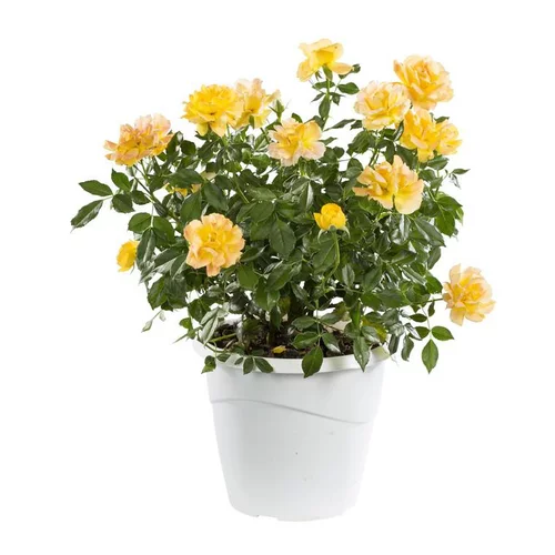 Espace vert pratique：Rosier Buisson Miniature - Le pot de 3 litres