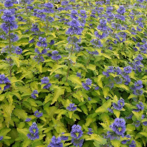 Malin pour le jardin:Barbe Bleue Hint of Gold (Caryopteris Clandonensis). Le pot de 4 L