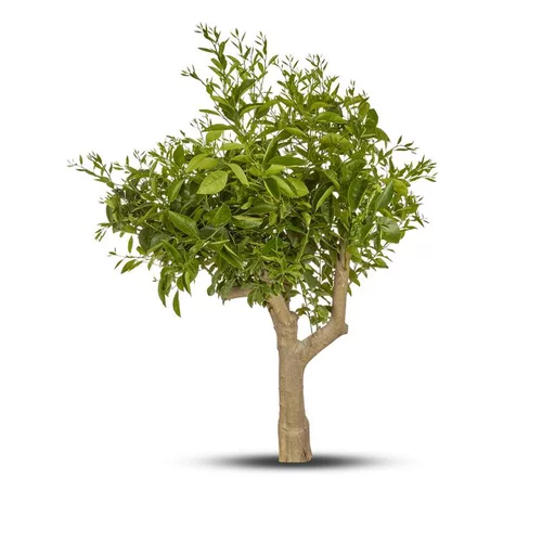 Extérieur tendance:Citronnier. Le pot de 65 litres