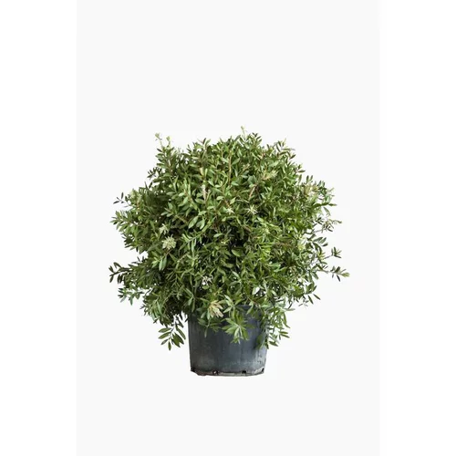 Pour votre extérieur：Rince bouteille (Callistemon Citrinus Splendens) 80/90. Le pot de 30 litres