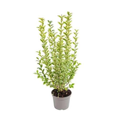 Pour un jardin accueillant：Troène de Californie doré Aureum jaune. Le pot de 7 litres