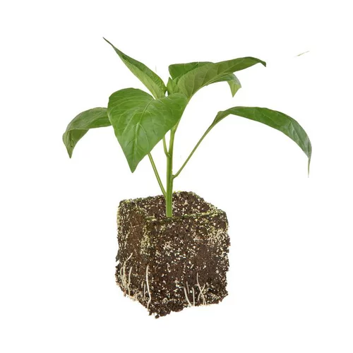 À avoir au jardin：Poivron Rouge Predi Bio. La motte de 7x7 cm
