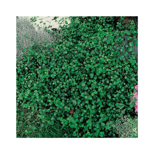 Facile dehors：Muehlenbeckia axillaris en pot de 3 litres