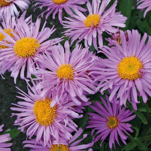 Pour plus de confort au jardin：Aster des Alpes rose - Le pot de 9 x 9 cm