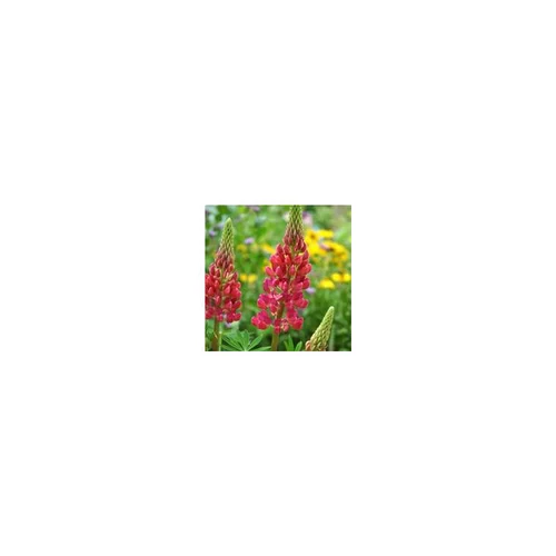 Univers extérieur：Lupin - La barquette de 6 plants