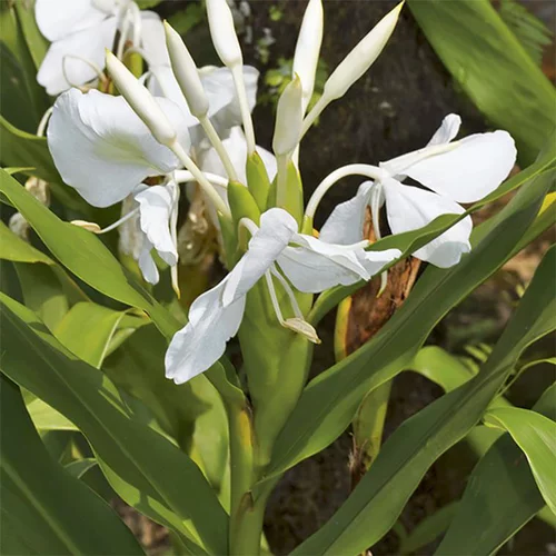 Une sélection pensée pour l’extérieur：Hedychium coronarium pot de 3 litres
