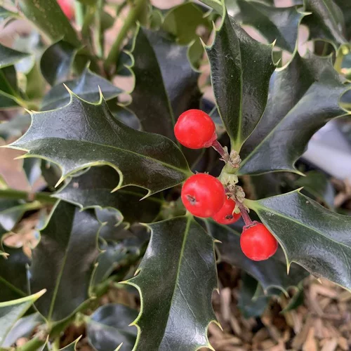 Jardin et confort:Houx d’Alaska. Le pot de 3 litres, 40/50 cm