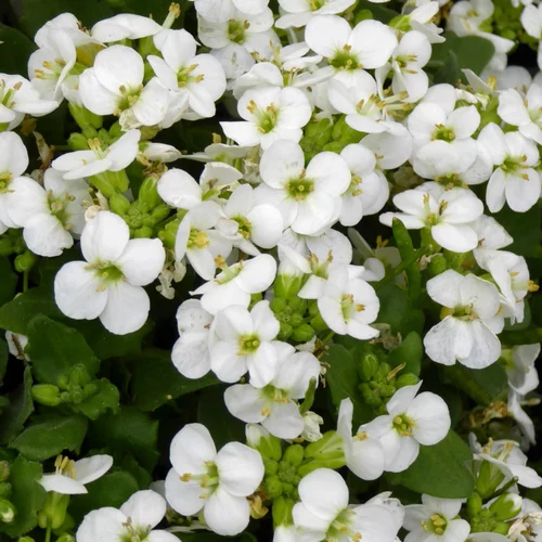 Une touche pratique à l’extérieur：Arabette ou Arabis Caucasica. Le pot de 10,5 cm