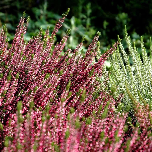 Pour la maison et l’extérieur:Callune naturelle - Le pot de 4 litres