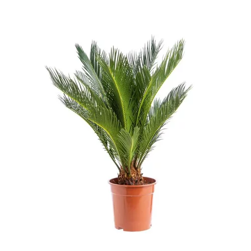 Extérieur facile:Cycas Revoluta pot Ø19xH60/80 cm